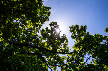 An excursion to the Kochubey Oaks in Dykanka, Ukraine, where centuries-old trees stand proudly as living witnesses of the ancient oak grove that once surrounded the Kochubey family estate.