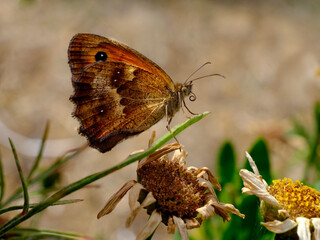 Close-up gatekeeper (Pyronia tithonus) on leaf  viewed from profil