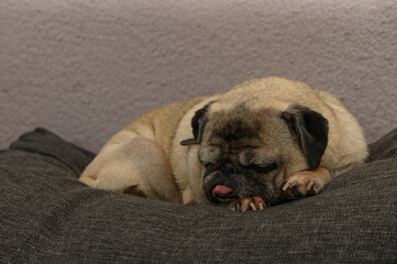 Obraz premium Old Pug Resting on Cozy Sofa