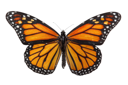A vibrant monarch butterfly with open orange and black patterned wings, detailed against a transparent background, highlighting its natural beauty. background removed