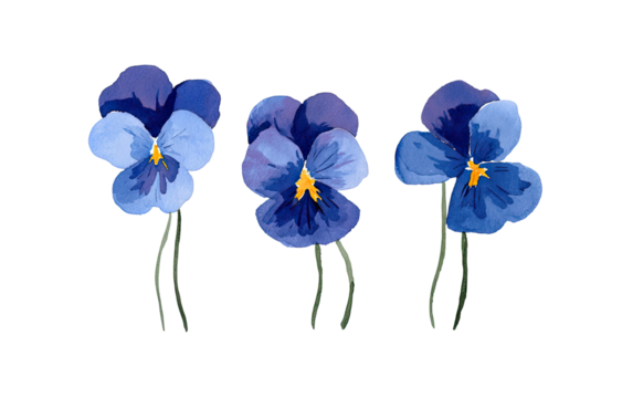 Three stylized, vibrant blue pansies, with subtle yellow centers, sit against a black background.  Delicate stems and leaves are visible.  Hand-drawn or digital illustration with a painted quality