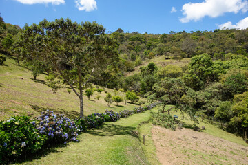 Lavender fields in spring in the city of Cunha, Sao Paulo, Brazil