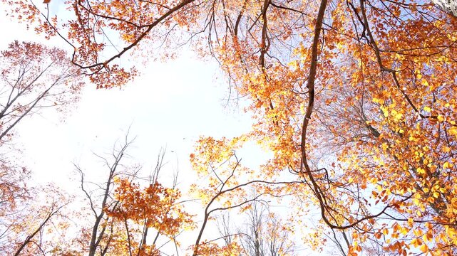 As leaves fall in the wind in the autumn forest