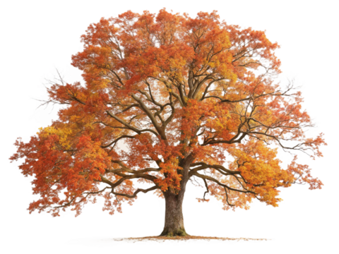 isolated shrub or small tree png on transparent background 