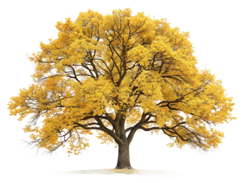 isolated shrub or small tree png on transparent background 