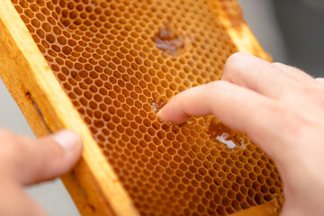 Fingers touching honeycomb surface