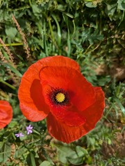Beau coquelicot sous le soleil &ndash; fleur rouge &eacute;clatante dans un champ lumineux