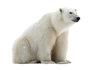 Fototapeta premium A majestic polar bear sits calmly, showcasing its thick white fur, isolated on a vibrant transparent background, looking off to the side. background removed
