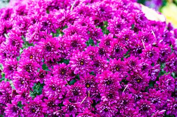 Pink chrysanthemums in a bouquet, selective focus.