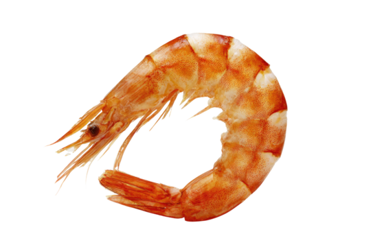 A single, fully cooked, reddish-orange shrimp with head and tail, curved on a solid transparent background, ready for culinary use. background removed