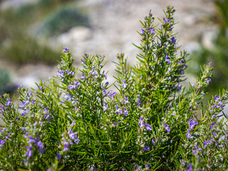 CLOSE UP, DOF: Flowering rosemary bush covered in small purple blossoms grows under the bright Mediterranean sun on the island of Hvar, Croatia. Healthy, aromatic herb thriving in natural environment.