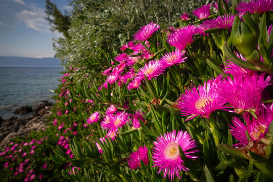CLOSE UP, DOF: Vibrant patch of lush pink flowers blooms along the Adriatic coast of Hvar Island, standing out against the deep blue sea and coastal greenery. Thriving coastal gardens in Dalmatia.