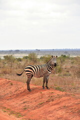 Zebra looking towards camera on dirt road, Tsavo East National Park, Kenya