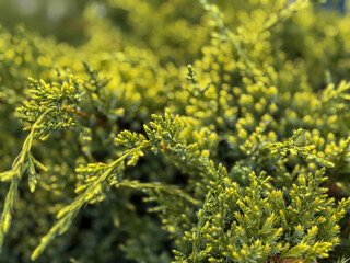 Obraz premium Close-up of a young juniper bush. Nature background
