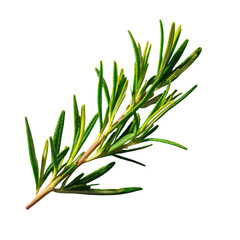 Fototapeta premium A fresh sprig of rosemary with vibrant green needle-like leaves and a visible stem, isolated on a solid transparent background. background removed