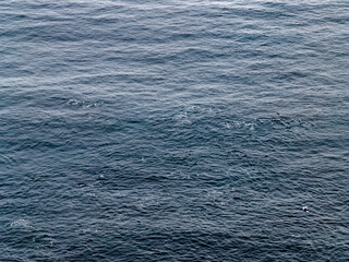 Aerial view of common dolphins feeding above huge dragnet in Donegal Bay, Ireland