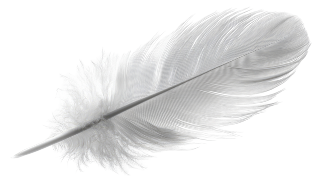 A single, pristine white feather, sharply detailed against a black background.  The vane displays delicate, fine barbs