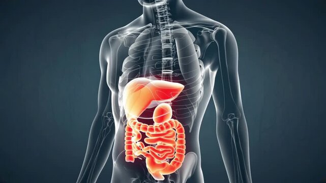 Digestive system highlighted in torso Human Digestive System Anatomy 3D visualization showing intestines and stomach for digestion health concept