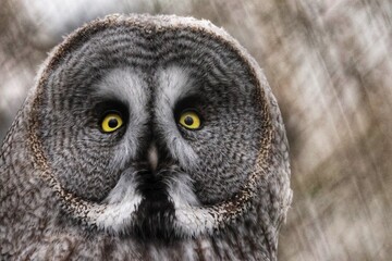 Great grey owl gazing up to the sky in soft light, peaceful forest mood (Morning Light Collection)