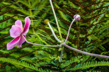 Japanische Herbstanemone wild wachsend in der Natur