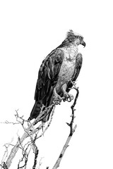 eagle on a branch