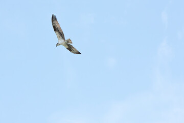 osprey in flight