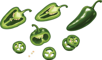 Green jalapeño pepper vector set, whole, halved, and sliced views, visible seeds, spicy food illustration, front view, flat design