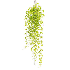 Naklejka premium A beautiful, lush green variegated hanging plant with numerous trailing vines and leaves, perfect for indoor decoration and design elements. background removed