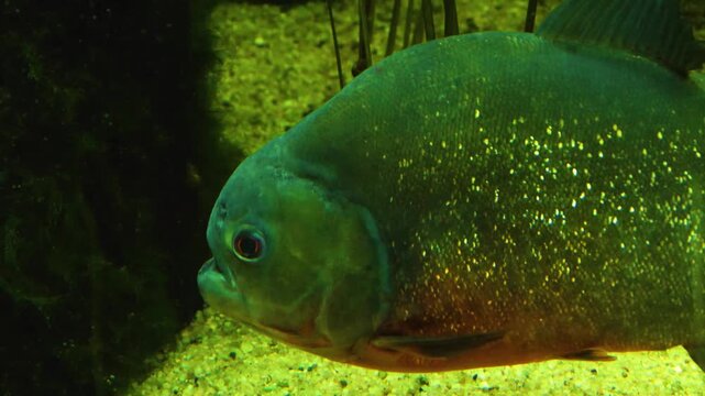 Close up piranha fish swimming around underwater. beside water plants