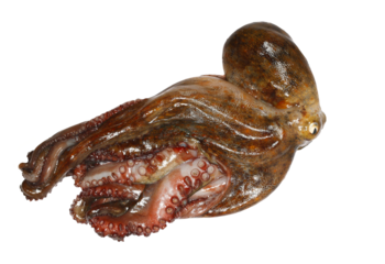 Octopus isolated on white background, clipping path