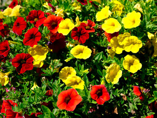 Close-up red and yellow calibrachoa hybrid seen from above in french garden