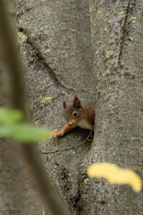 ein neugieriges Eichhörnchen in einem Baum
