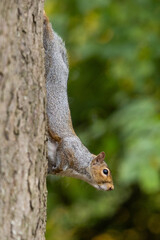ein neugieriges Eichhörnchen hängt an einem Stamm