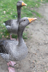 Gans, Graugans Portrait