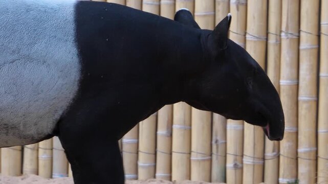 Close up of of a tapir walking along a bamboo wall on a sunny summer day