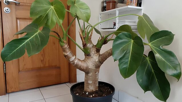 Known as Indian Rubber Trees Cultivated Within a Residential Setting for Air Purification