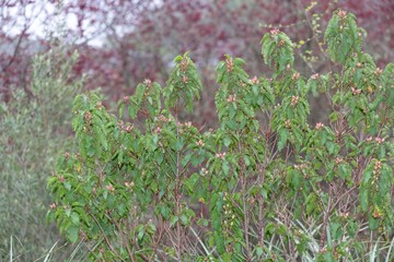 Close up of buds on a poplar leaved cistus (cistus populifolius) plant