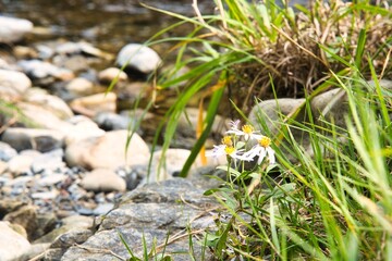 川辺の花