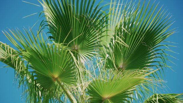 Vibrant green palm leaves sway gently in the breeze under a cloudless blue sky