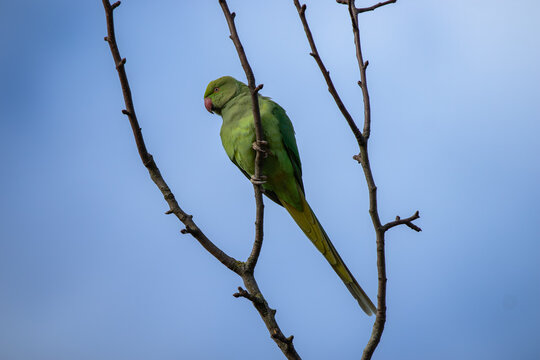 Superbe plan d'une Perruche &agrave; collier (Psittacula krameri) vert vif perch&eacute;e sur des branches nues en hiver, sur un fond de ciel bleu clair. Contraste saisissant. Faune urbaine, oiseau exotique
