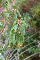 Close up of buds on a poplar leaved cistus (cistus populifolius) plant