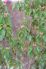 Close up of buds on a poplar leaved cistus (cistus populifolius) plant