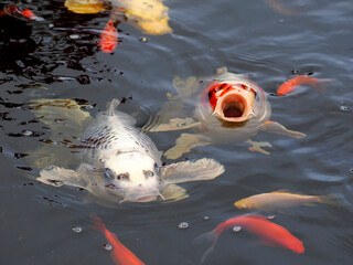 Close-up koi carp (Cyprinus) and goldfish on the water surface