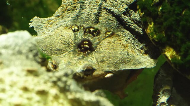 Close up heads of two mata mata turtles moving around underwater