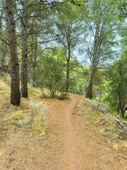 Forest trail winds through tall trees under a soft sky, inviting a peaceful walk in nature's embrace on a calm afternoon