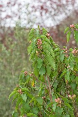 Close up of buds on a poplar leaved cistus (cistus populifolius) plant
