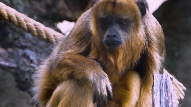 Close up howler monkey sitting on a tree branch and looking aorund on a sunny day