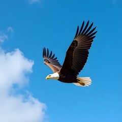 Obraz premium eagle in flight