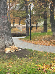 a dog sleeping under a tree in the park