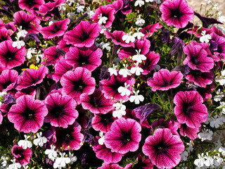 Background of flowering purple Petunias and white lobelias in french garden